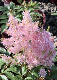 Astilbe x arendsii 'Younique Salmon' (Verssalmon)